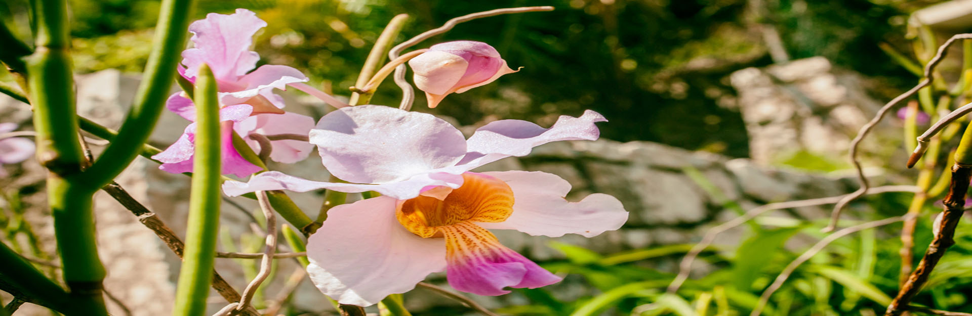 Soroa Orchideengarten, Cuba Travel